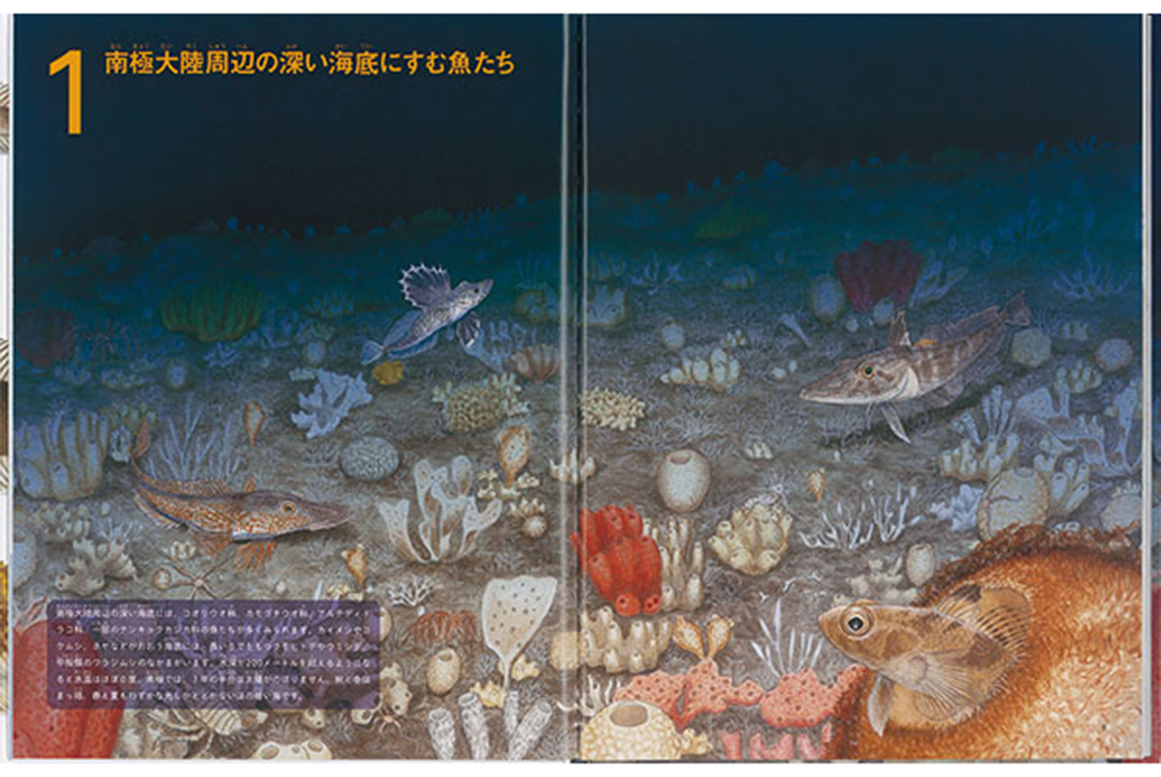 今月の新刊エッセイ 岩見哲夫さん 南極のさかな大図鑑 ふくふく本棚 福音館書店公式webマガジン